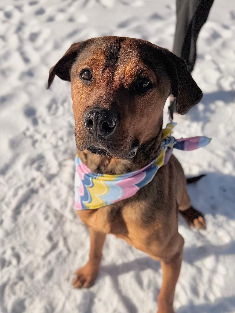 Enlarge Daisy, a Adoptable mixed breed in Menomonie, WI image 6/6