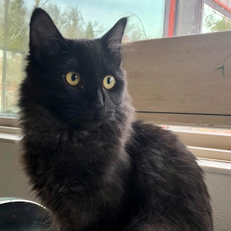 Ozzy — thumbnail 2