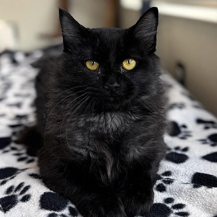 Ozzy — thumbnail 3