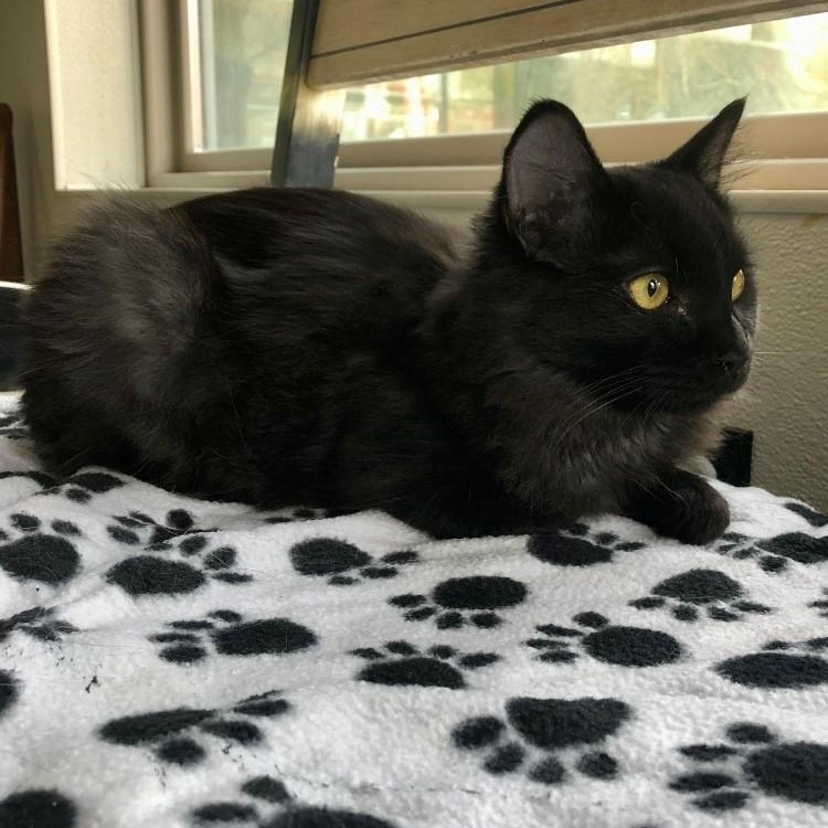 Ozzy — thumbnail 4