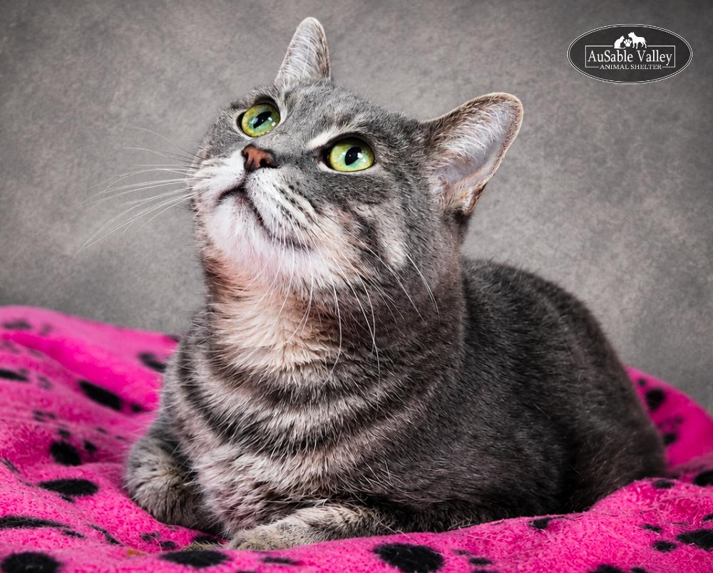 Dusty, a ADOPTABLE Domestic Short Hair in Grayling, MI image 2/2