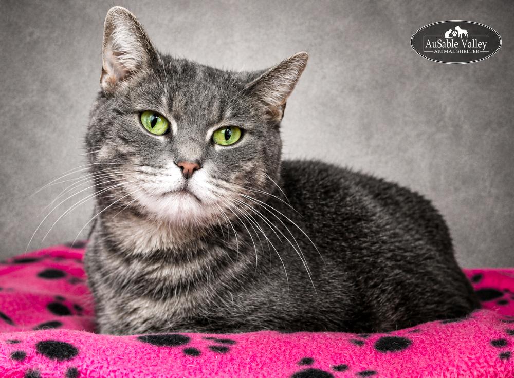 Dusty, ADOPTABLE, Senior Female Domestic Short Hair.