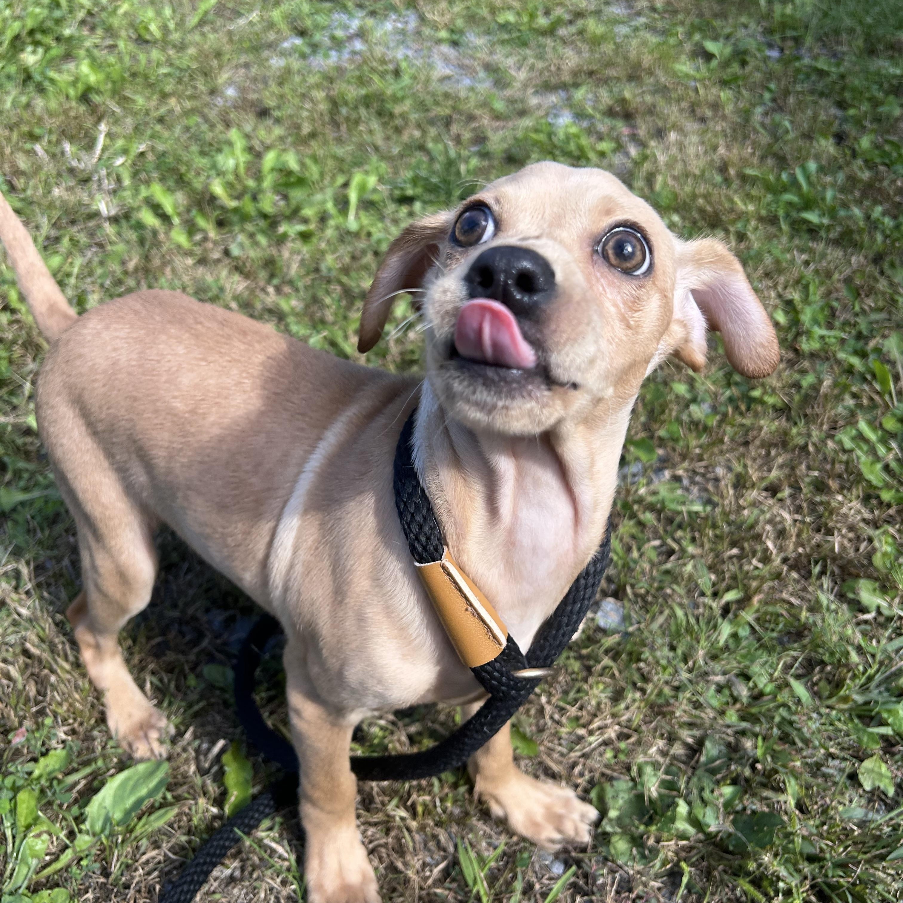 Enlarge Popeye, a Adopted mixed breed in Howes Cave, NY image 2/3