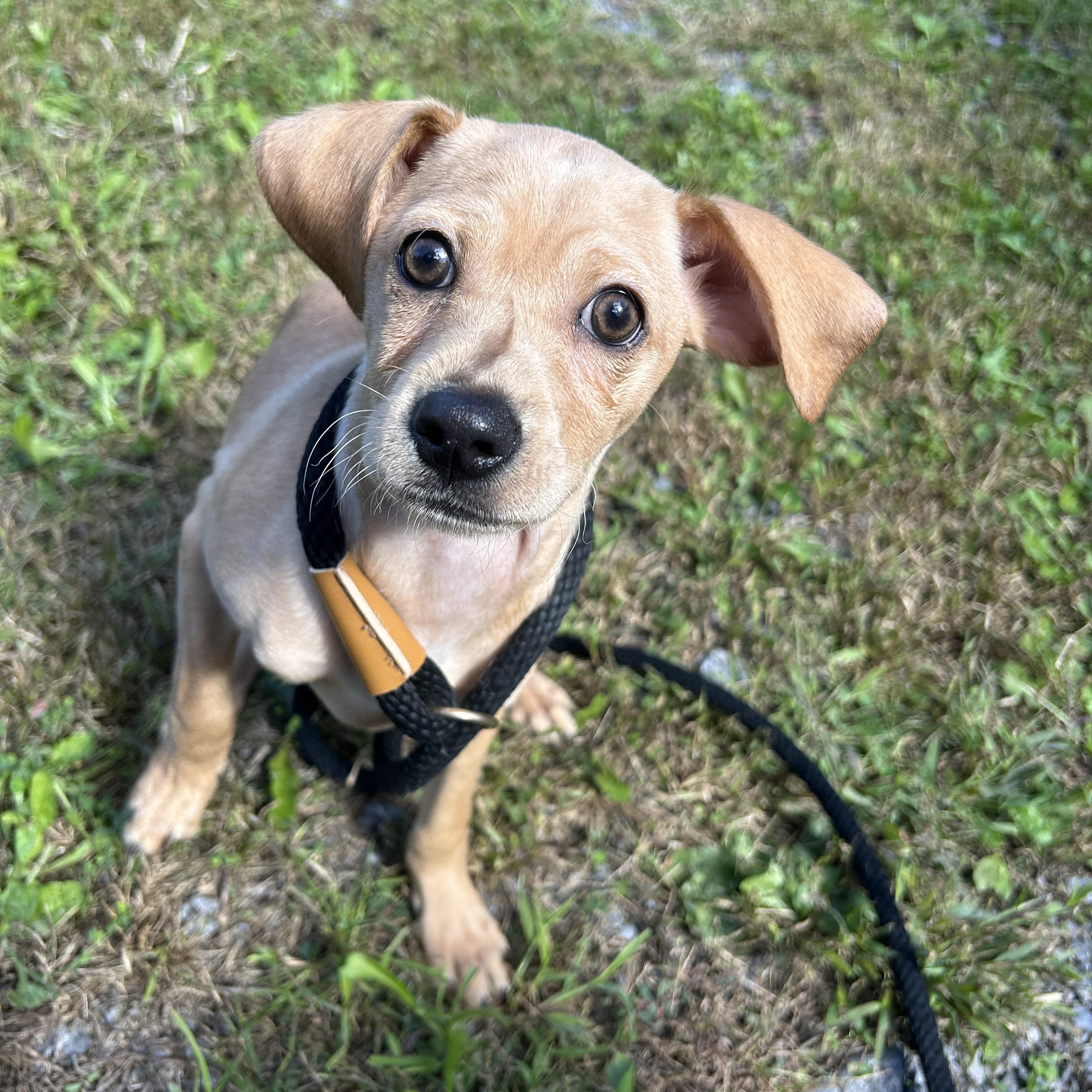 Popeye, Adopted, Young Male Chihuahua.