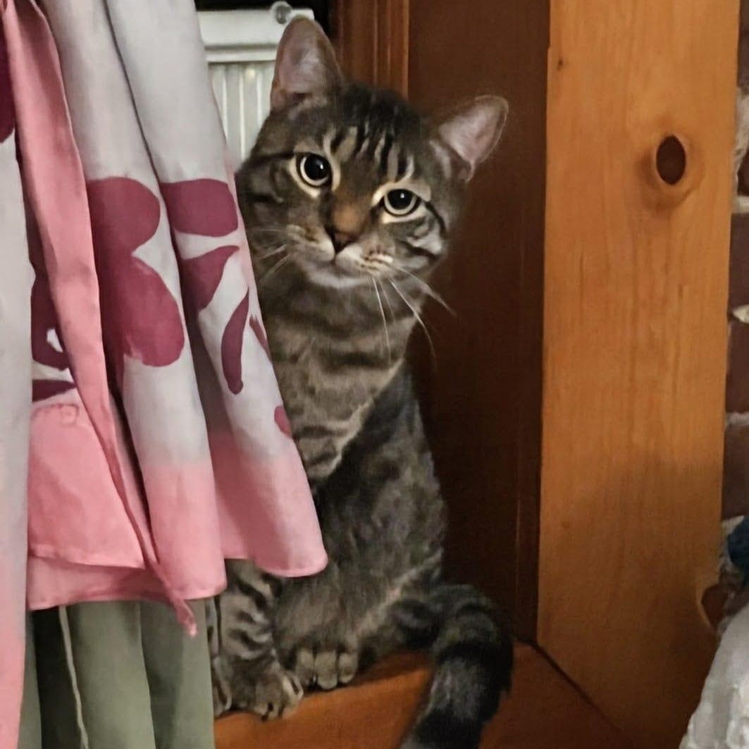 Enlarge Kiri, a ADOPTABLE Tabby in New York, NY image 3/5