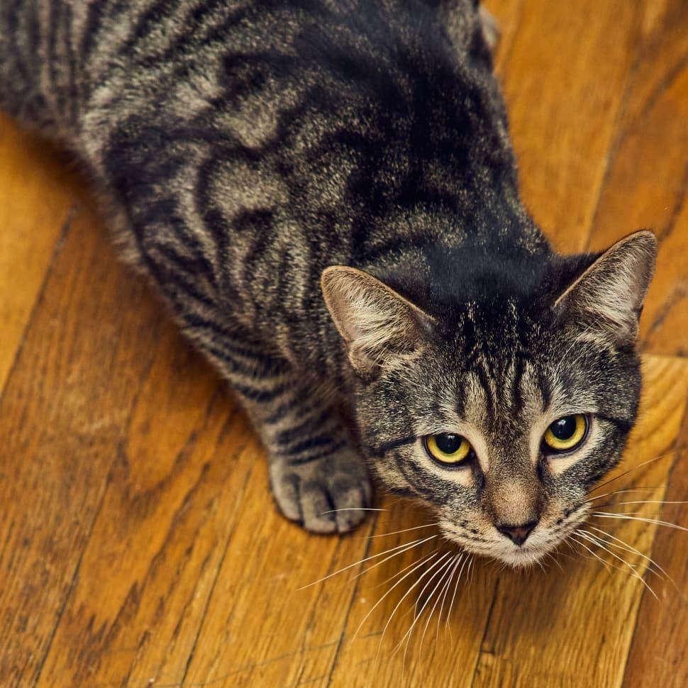 Enlarge Kiri, a ADOPTABLE Tabby in New York, NY image 2/5