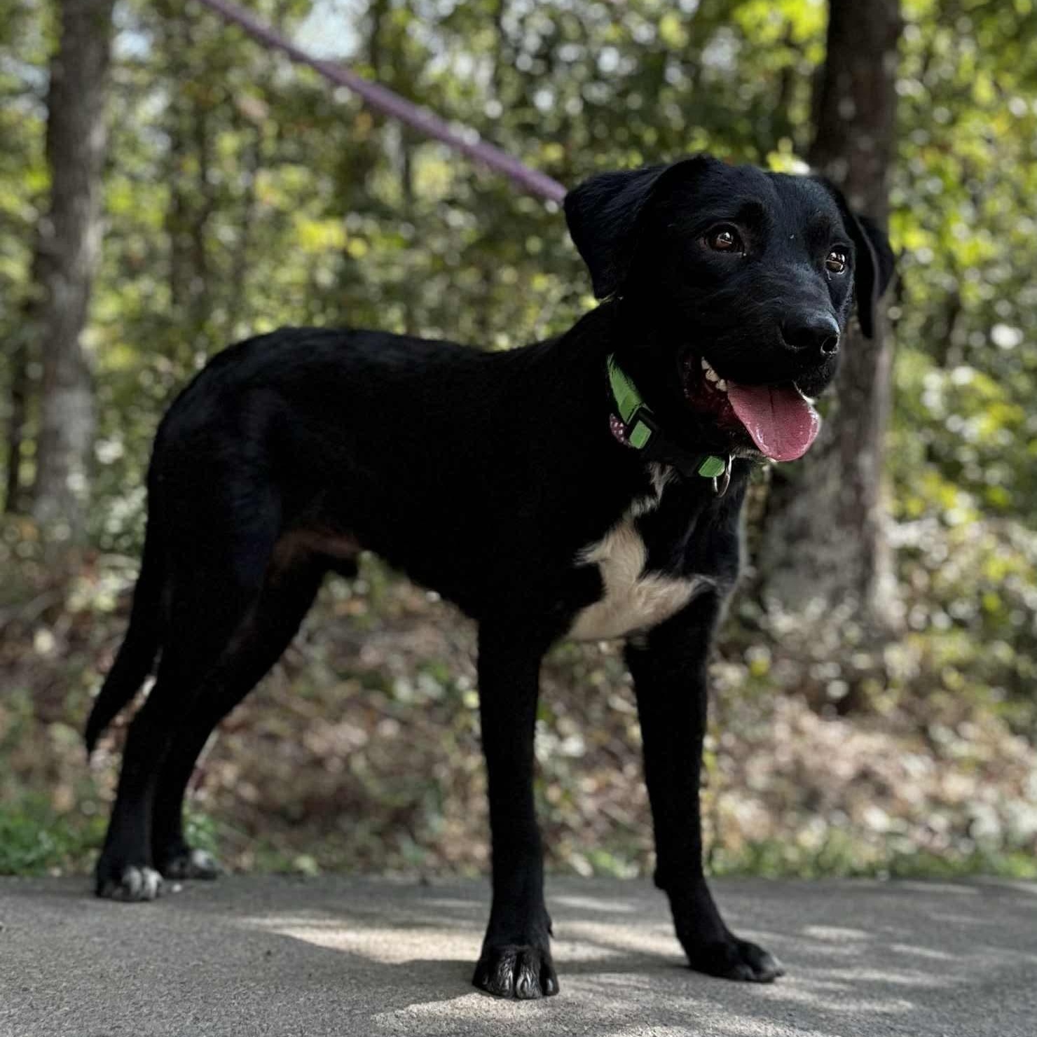 ELI, Adoptable, Young Male Shepherd.