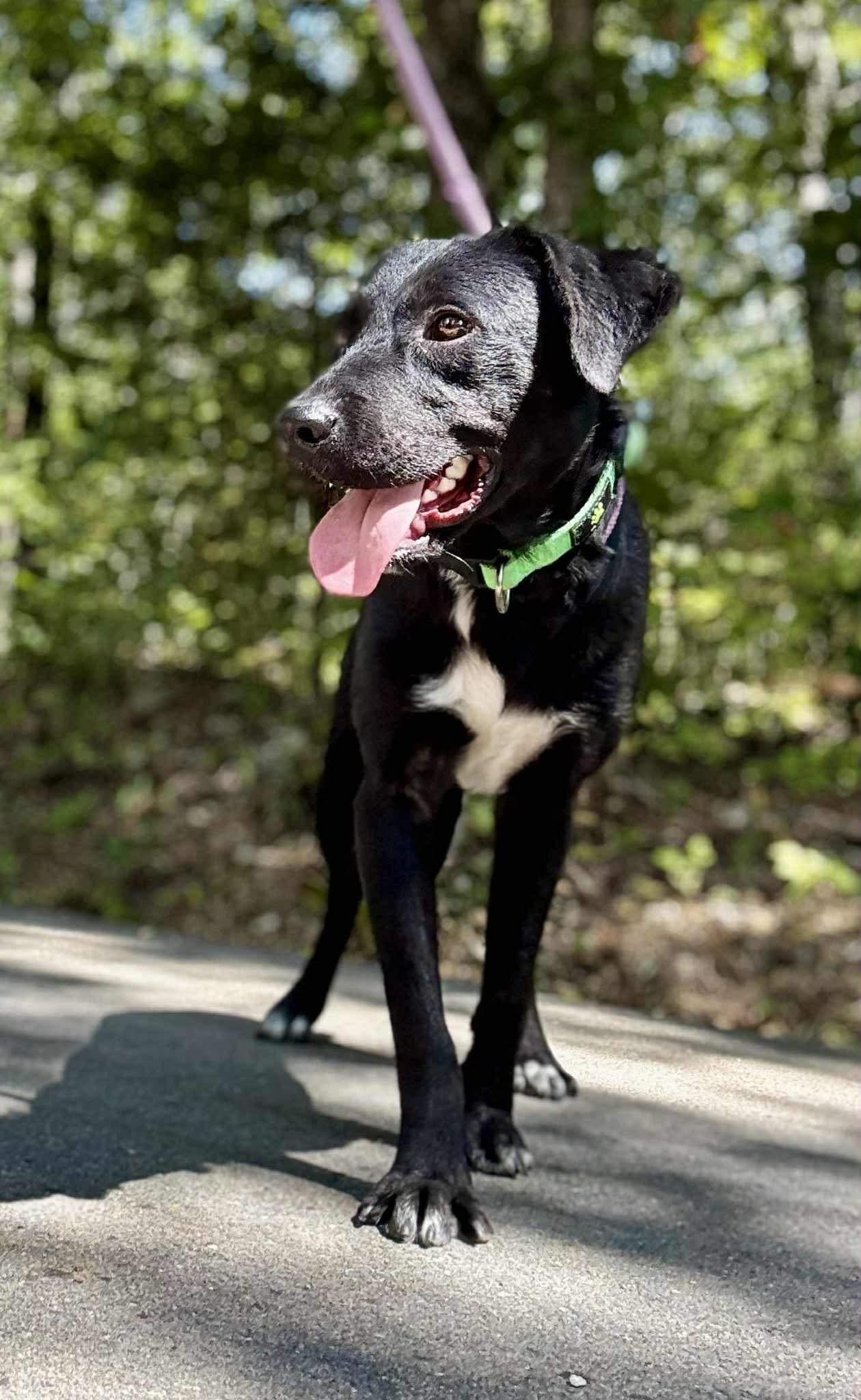 Enlarge ELI, a Adoptable mixed breed in Waverly, TN image 2/4