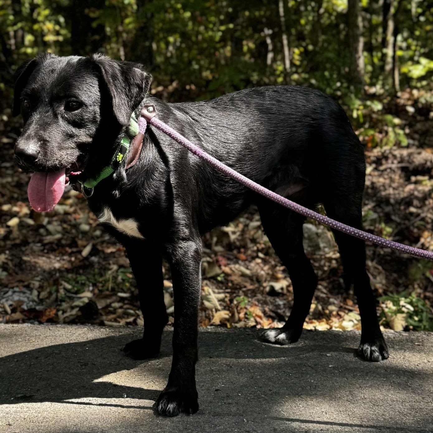 Enlarge ELI, a Adoptable mixed breed in Waverly, TN image 3/4
