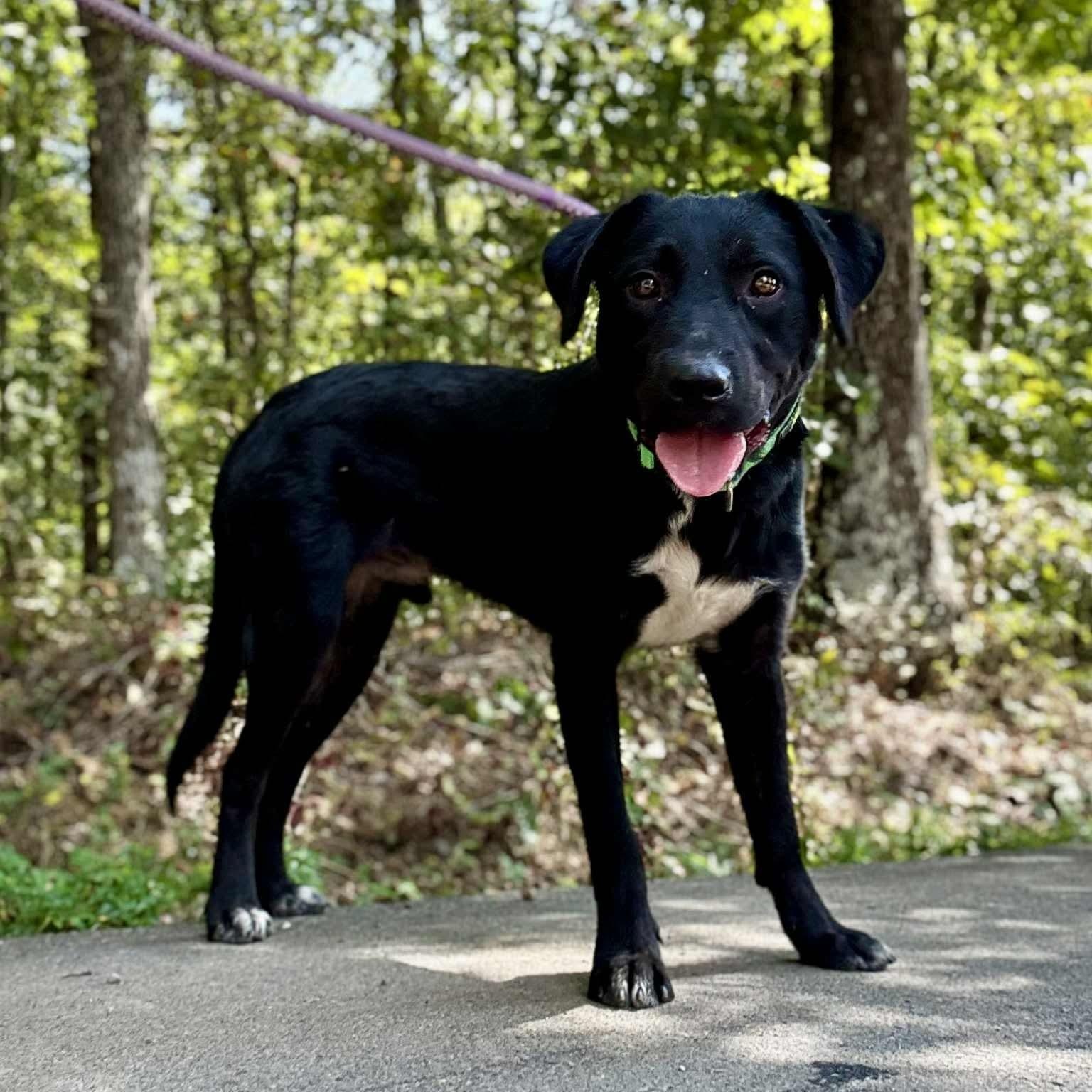ELI, Adoptable, Young Male Shepherd.