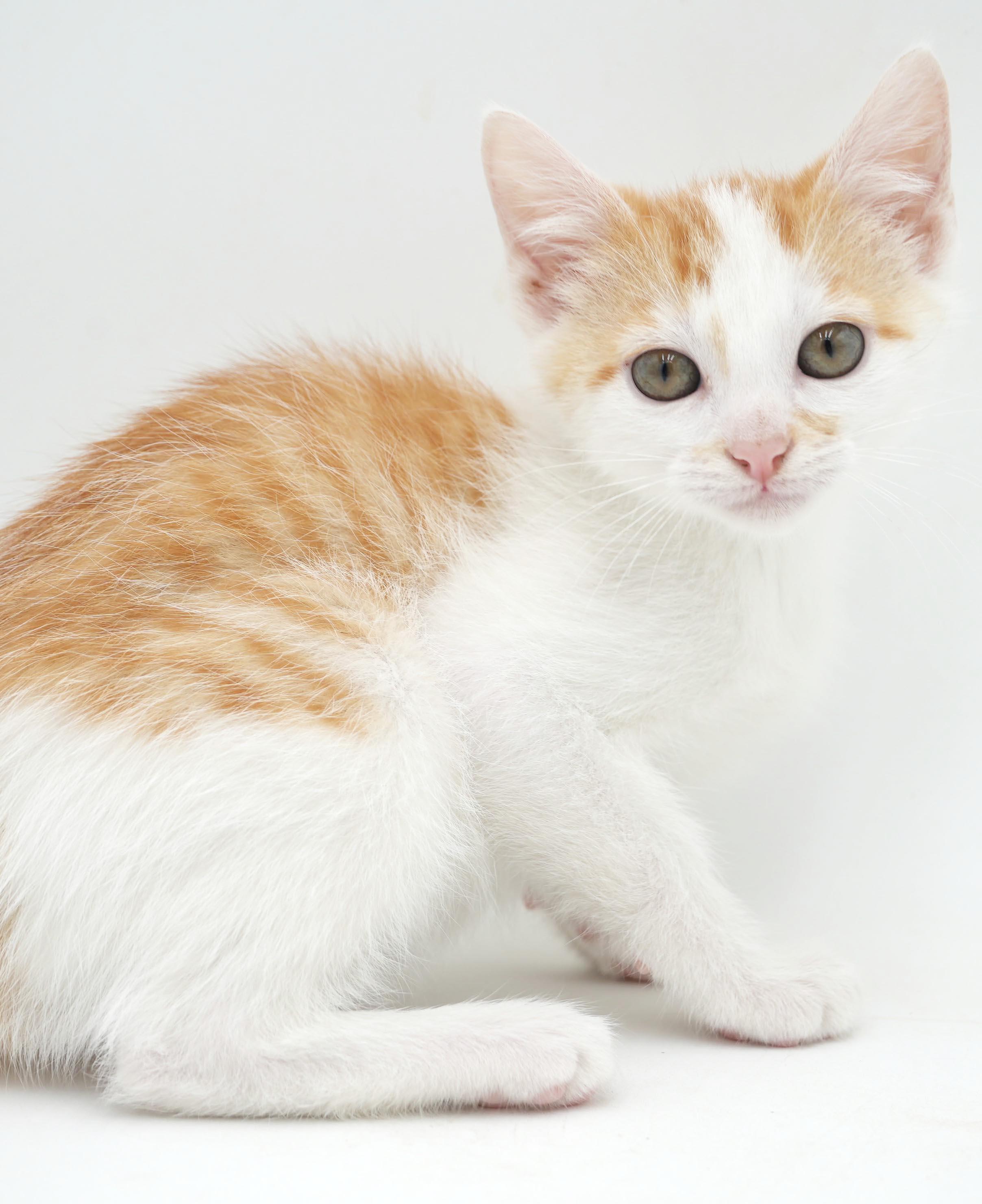 Enlarge Chicken Mini is a teeny tiny squirt - loves sis Polynesian, a Adoptable mixed breed in Bedford Hills, NY image 5/5