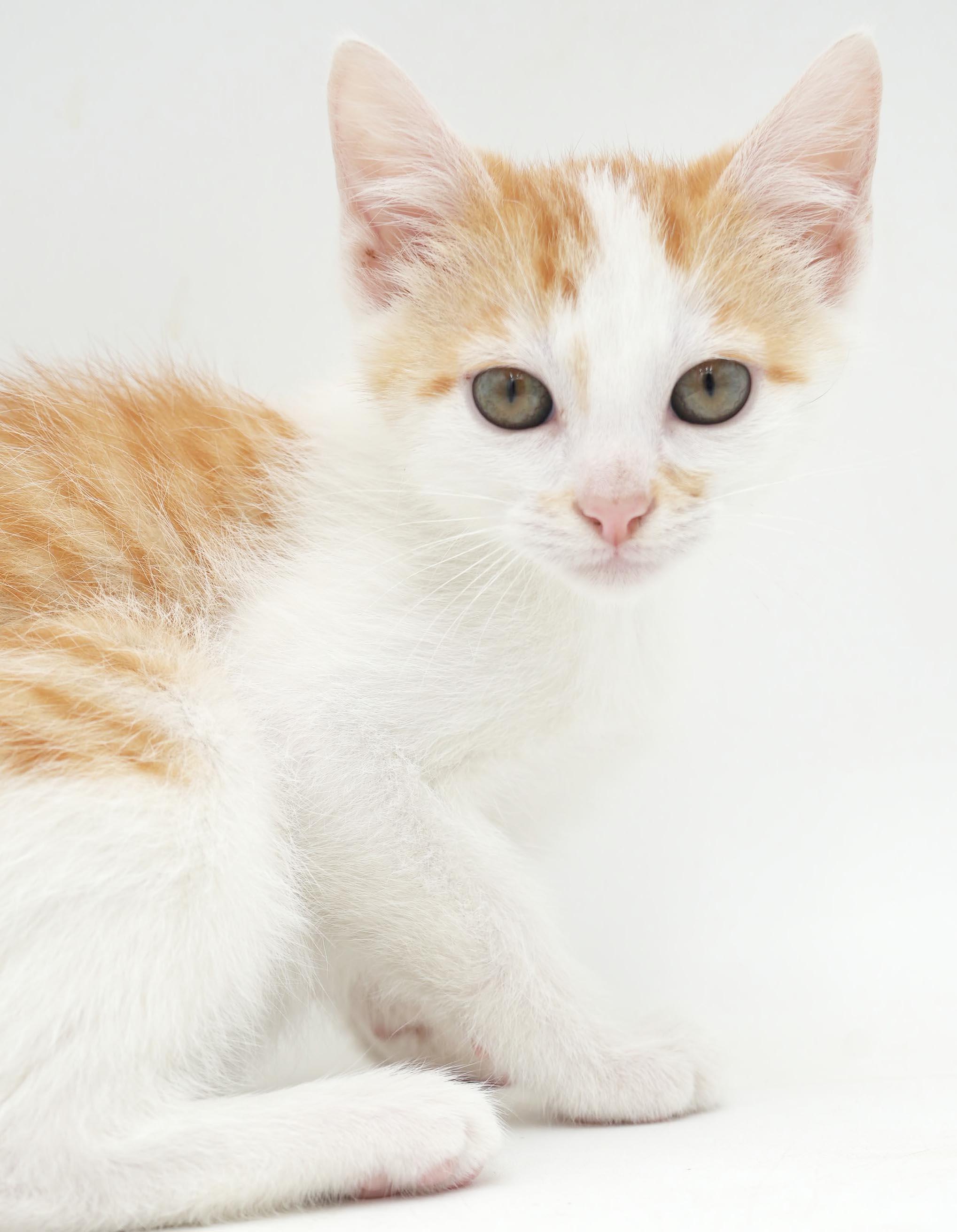Enlarge Chicken Mini is a teeny tiny squirt - loves sis Polynesian, a Adoptable mixed breed in Bedford Hills, NY image 3/5