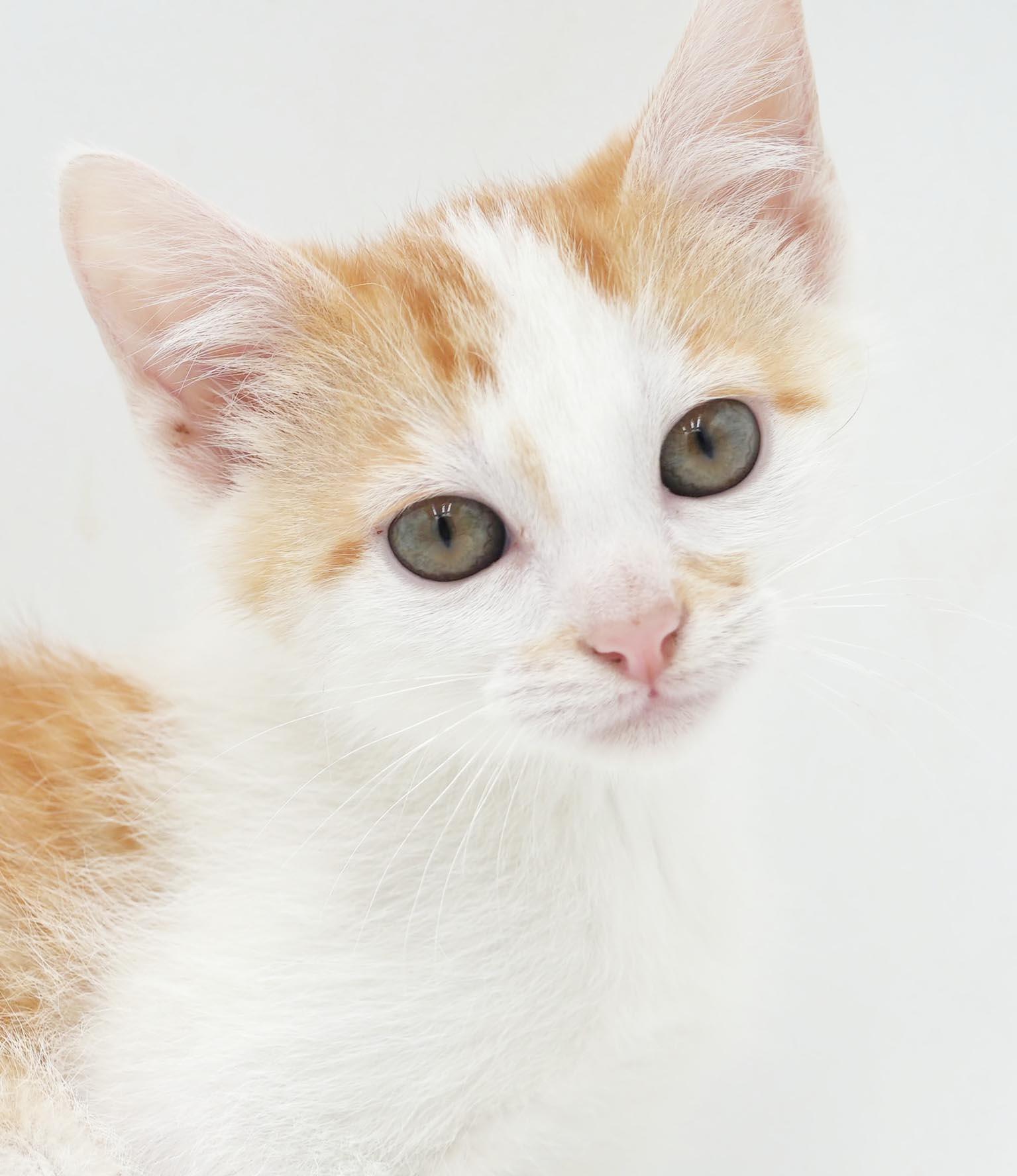 Chicken Mini is a teeny tiny squirt - loves sis Polynesian, Adoptable, Kitten Male Tabby & Turkish Van.