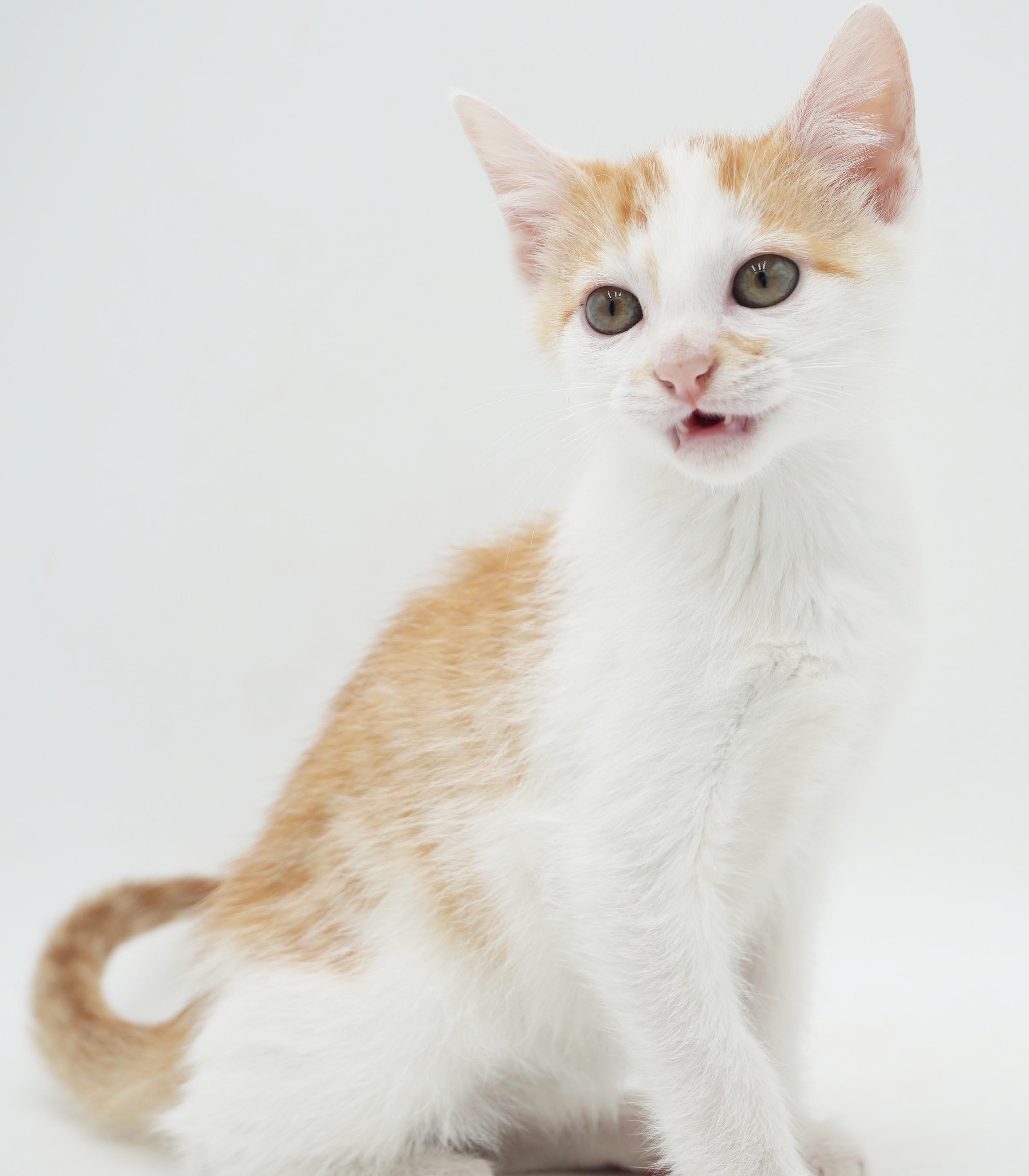 Enlarge Chicken Mini is a teeny tiny squirt - loves sis Polynesian, a Adoptable mixed breed in Bedford Hills, NY image 4/5
