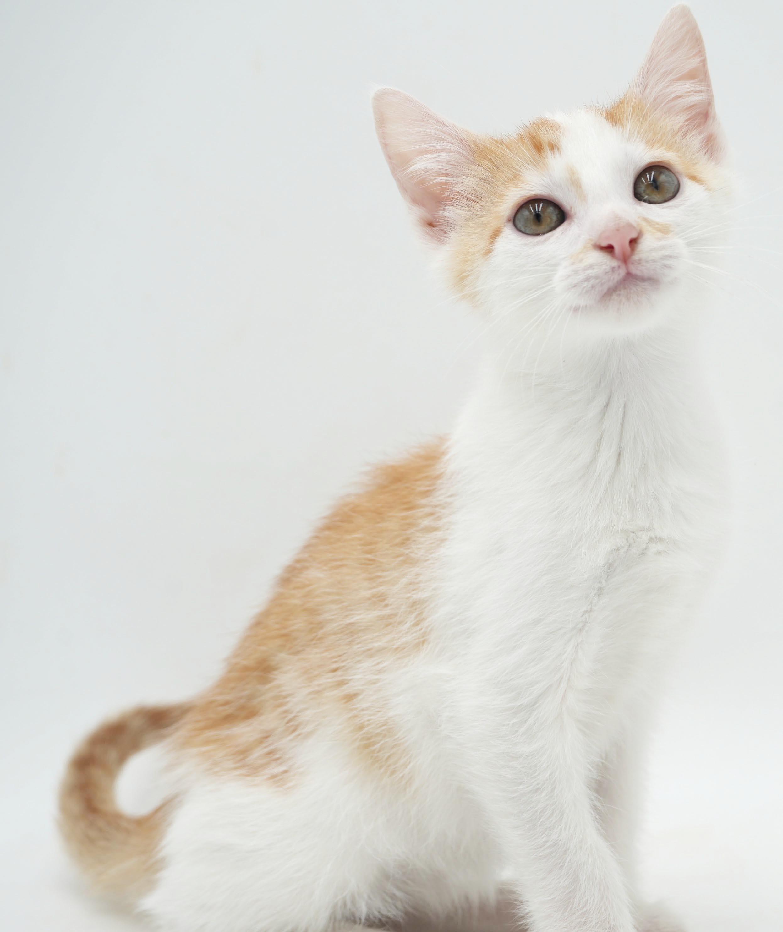 Enlarge Chicken Mini is a teeny tiny squirt - loves sis Polynesian, a Adoptable mixed breed in Bedford Hills, NY image 2/5