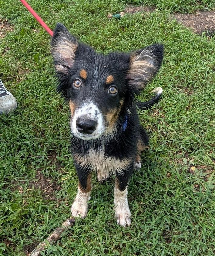 SILO, adopted, Puppy Male Australian Shepherd & Border Collie.