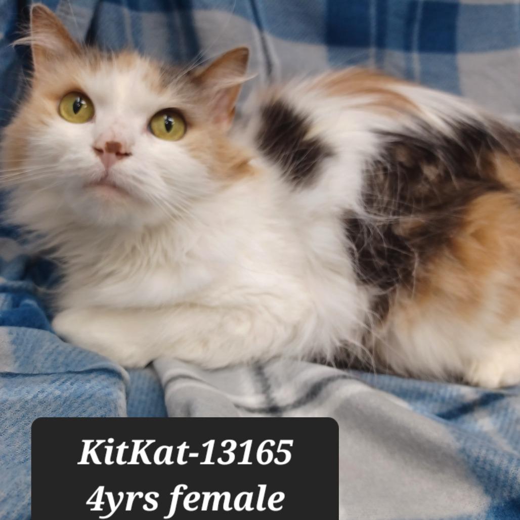 Kit Kat, Adoptable, Adult Female Domestic Medium Hair.