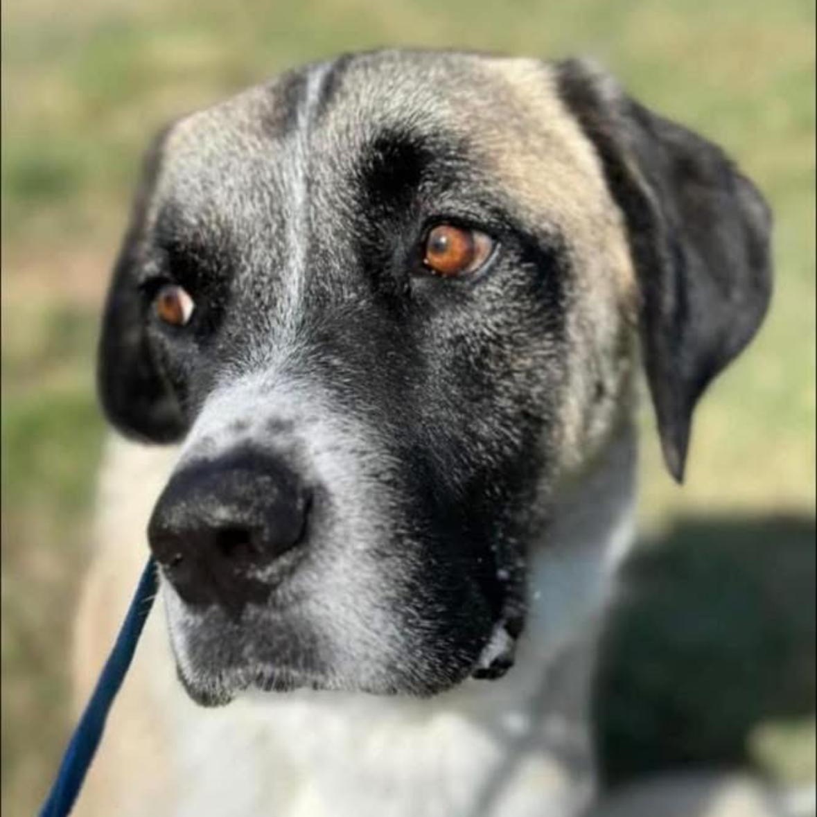 Dakota, Adoptable, Adult Male Saint Bernard.