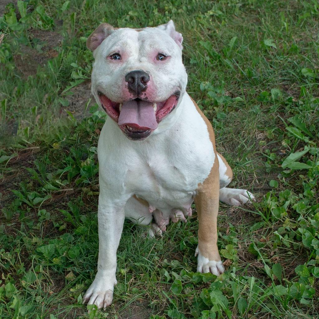 Fiona, Adoptable, Adult Female English Bulldog.