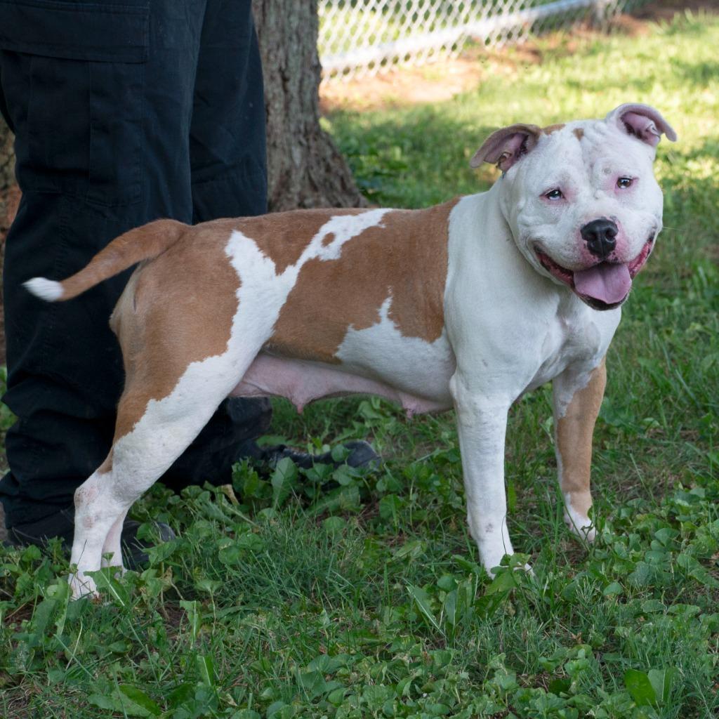 Enlarge Fiona, a Adoptable mixed breed in Troy, OH image 2/3