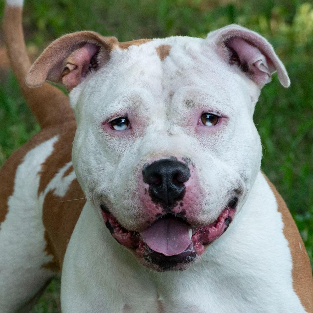 Enlarge Fiona, a Adoptable mixed breed in Troy, OH image 3/3