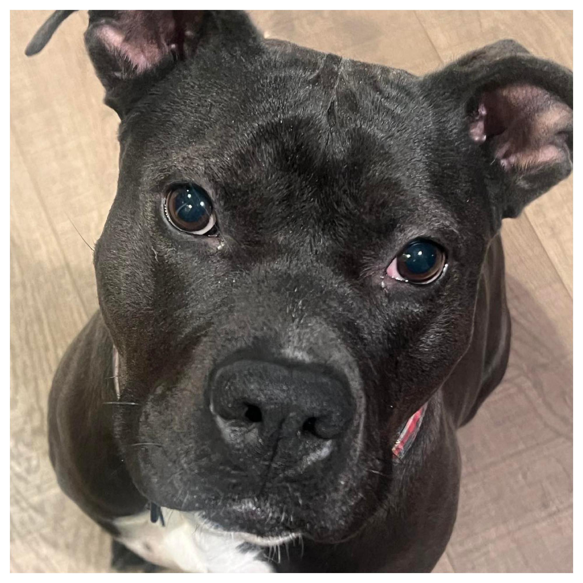 Regan, a Adoptable mixed breed in Eustis, FL image 2/4