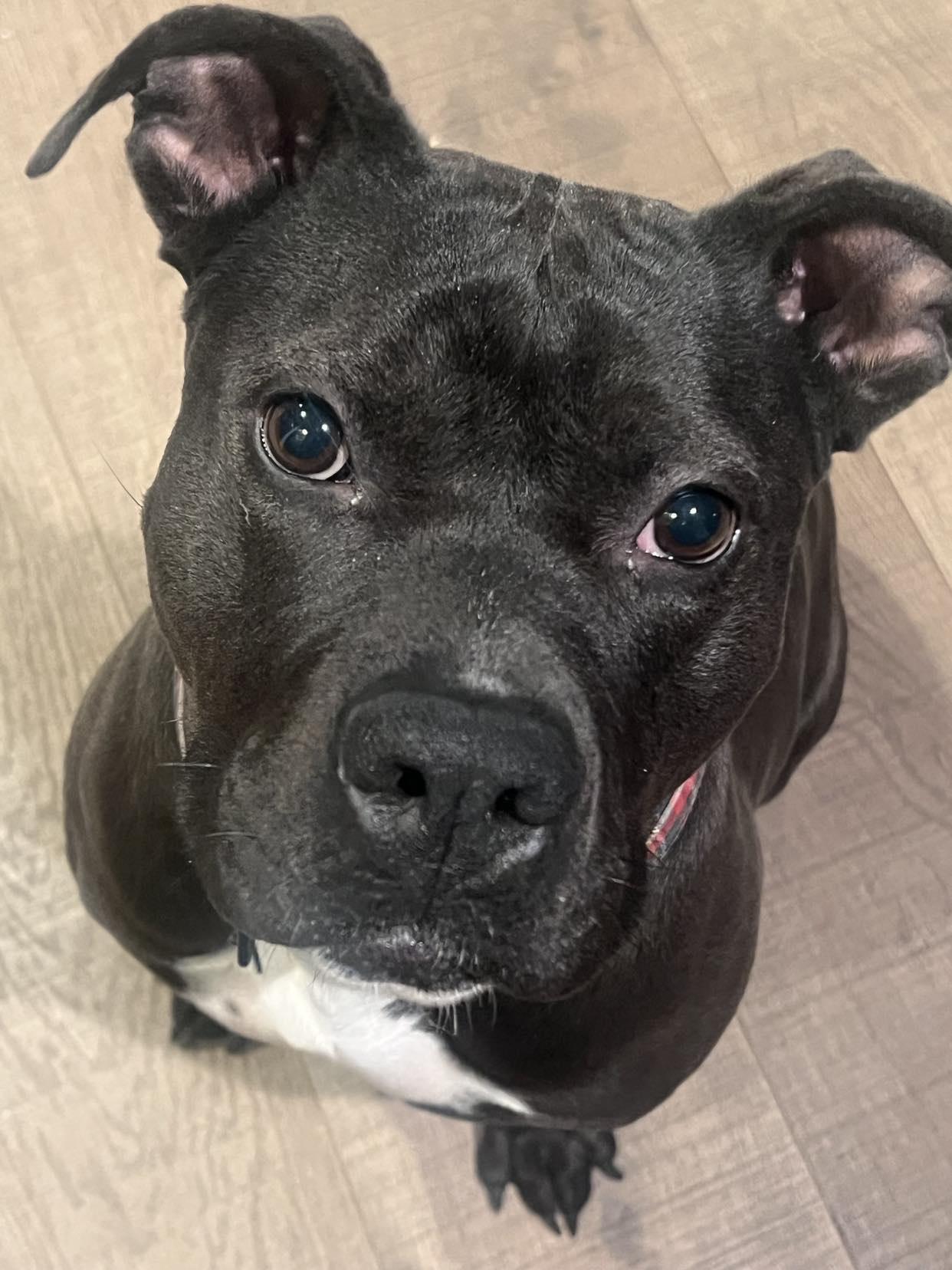 Regan, a Adoptable mixed breed in Eustis, FL image 4/4