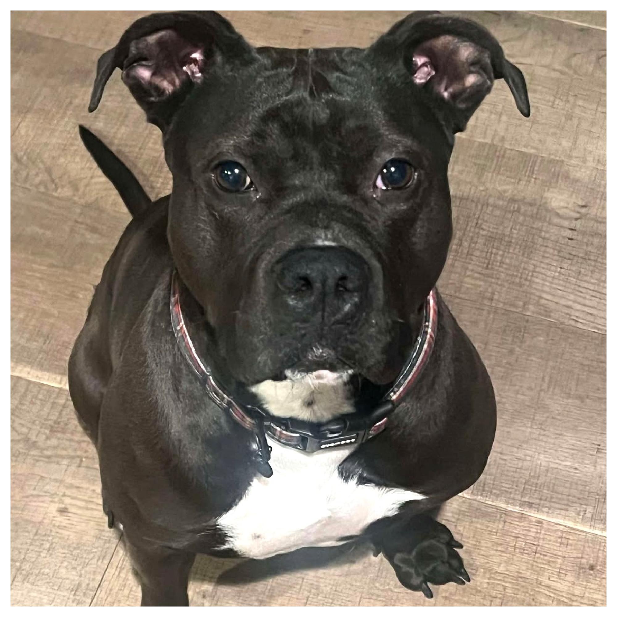 Regan, a Adoptable mixed breed in Eustis, FL image 1/4