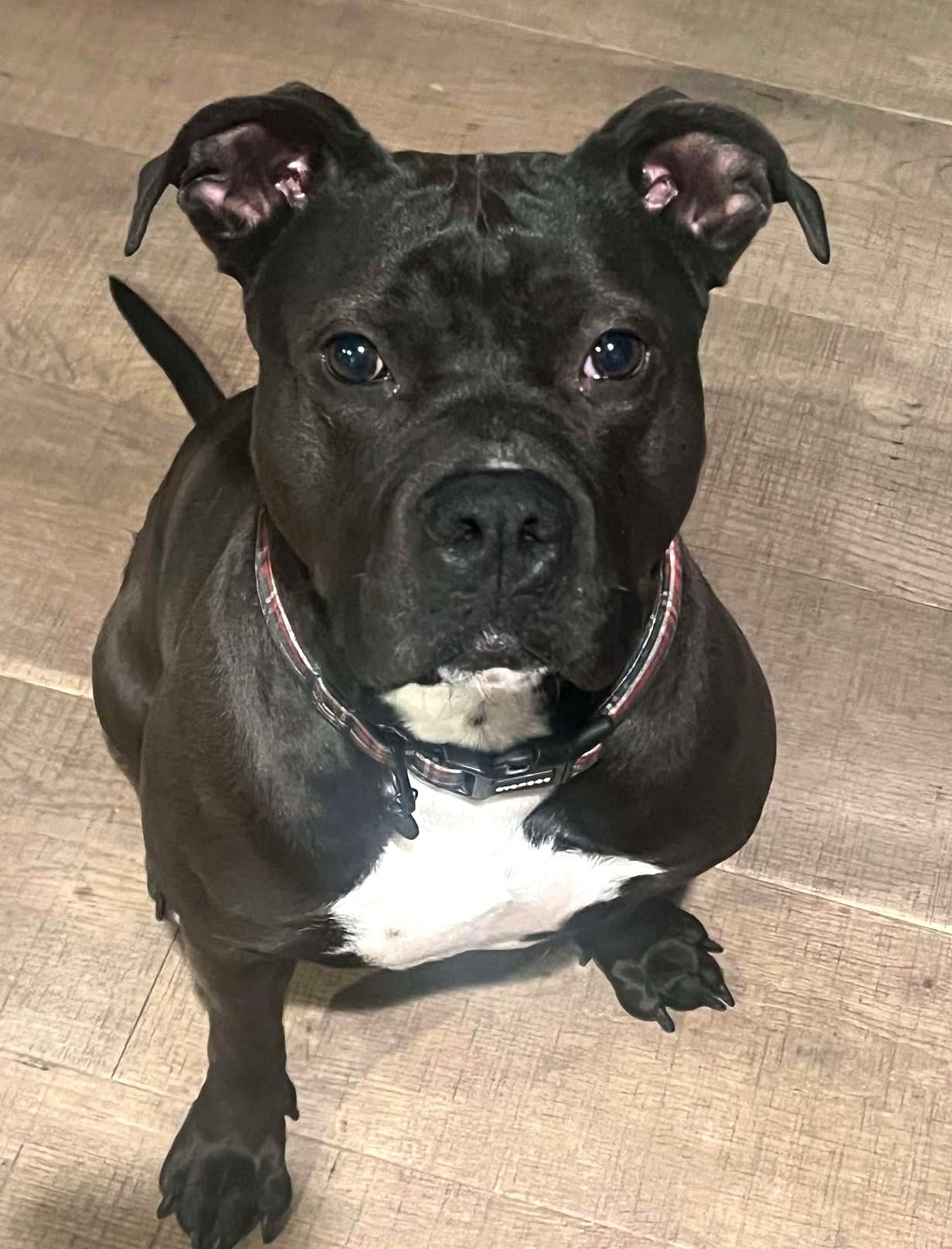 Regan, a Adoptable mixed breed in Eustis, FL image 3/4