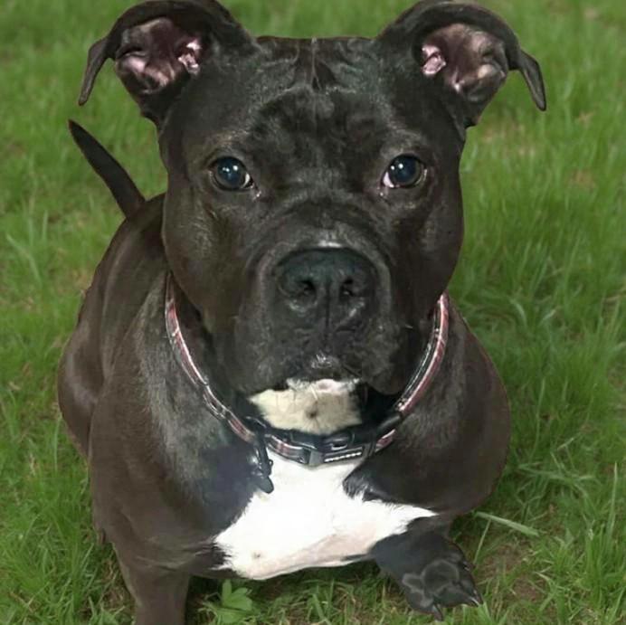 Regan, Adoptable, Young Female Boxer.