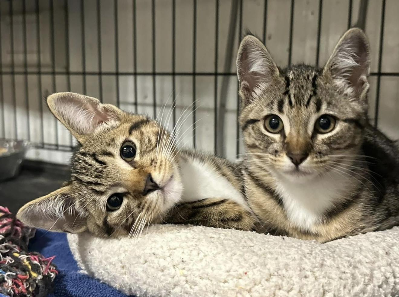 Pine, Adoptable, Kitten Female Domestic Short Hair.