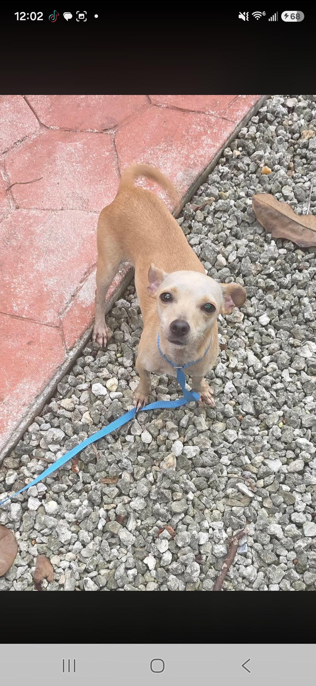 Kiwi, Adoptable, Adult Female Chihuahua.