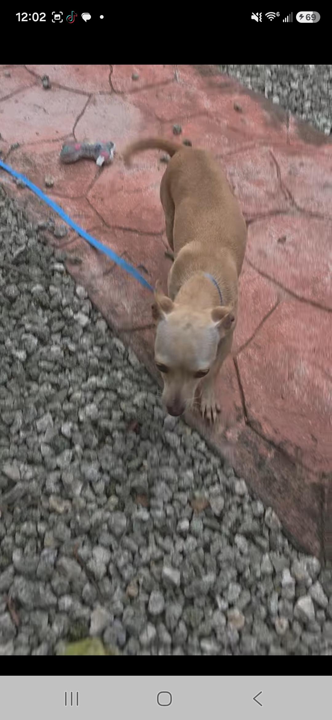 Enlarge Kiwi, a Adoptable Chihuahua in Miami, FL image 2/2