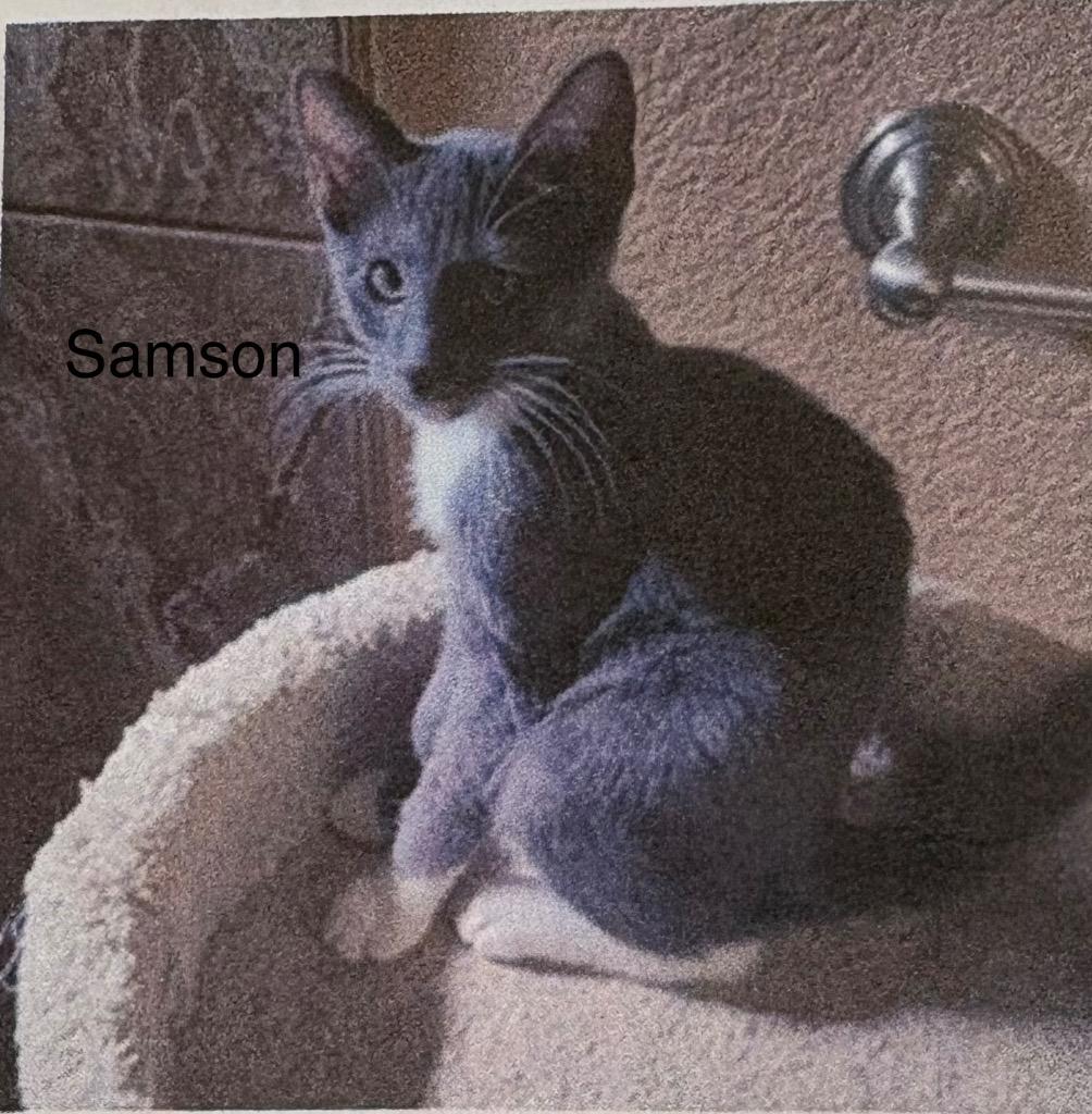 Samson, Adoptable, Kitten Male Domestic Short Hair.