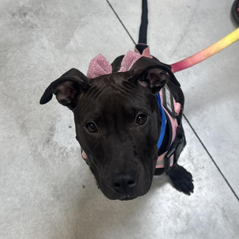Enlarge Poe, a ADOPTABLE mixed breed in Lakeside, CA image 5/5