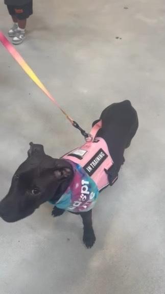 Enlarge Poe, a ADOPTABLE mixed breed in Lakeside, CA image 2/5