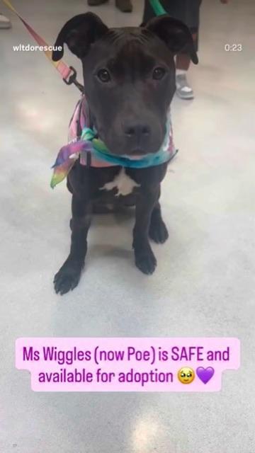 Enlarge Poe, a ADOPTABLE mixed breed in Lakeside, CA image 3/5