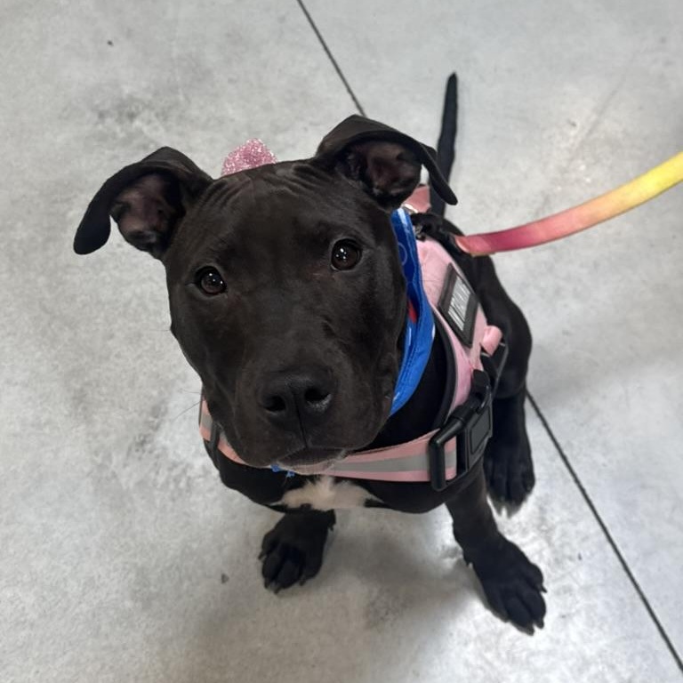 Enlarge Poe, a ADOPTABLE mixed breed in Lakeside, CA image 1/5