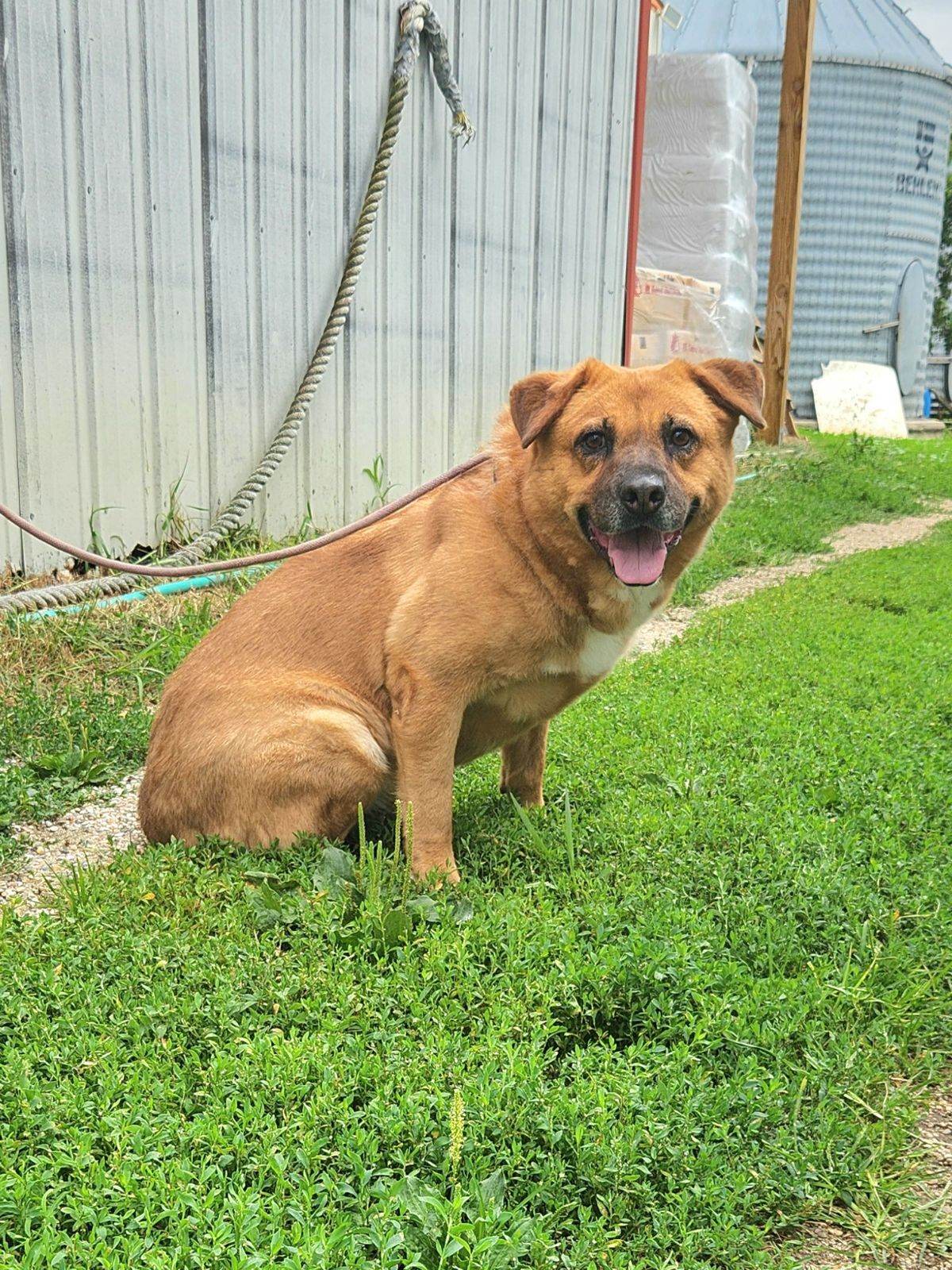 Enlarge Clara Bear, a Adoptable Chow Chow in Walthill, NE image 5/6