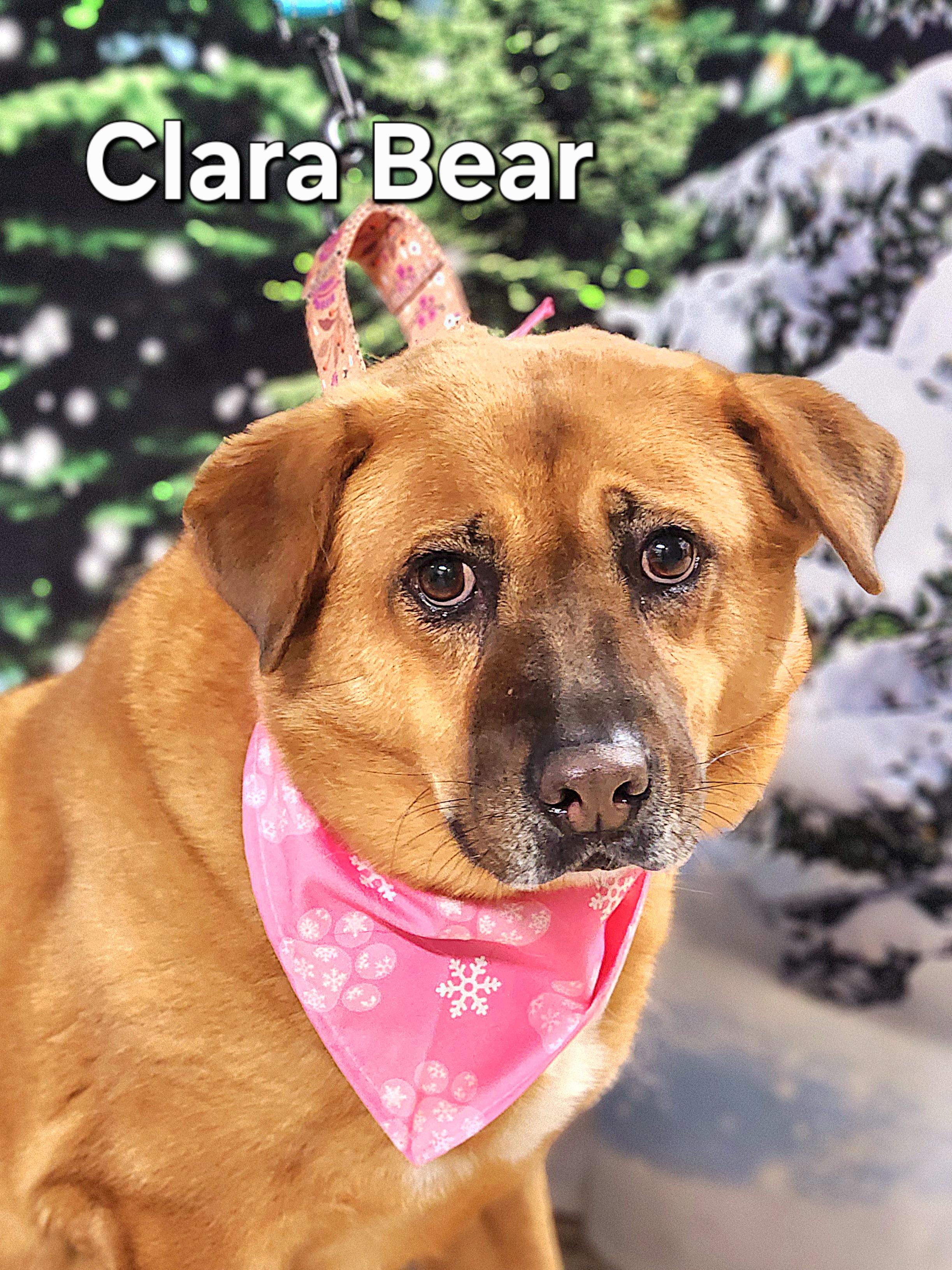 Enlarge Clara Bear, a Adoptable Chow Chow in Walthill, NE image 2/6