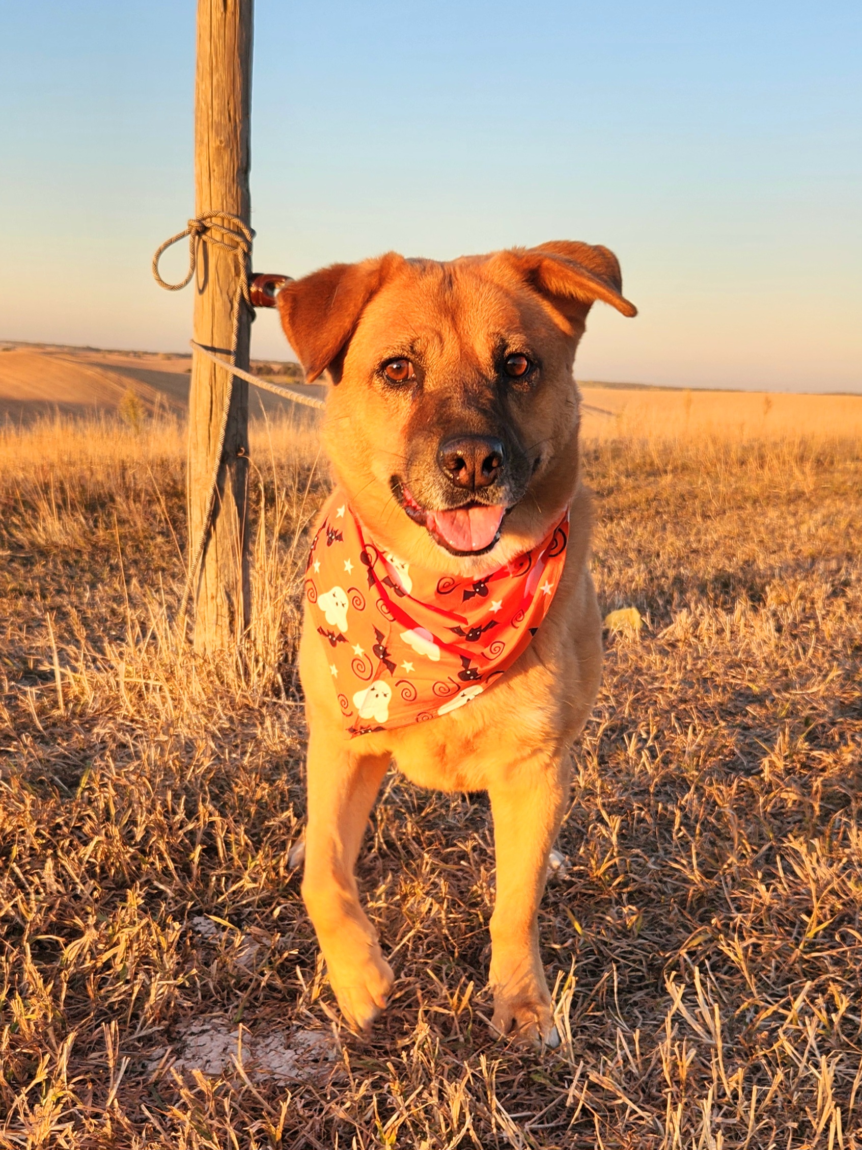 Enlarge Clara Bear, a Adoptable Chow Chow in Walthill, NE image 3/6