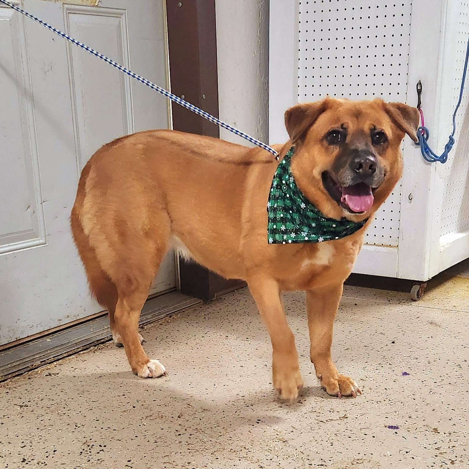 Enlarge Clara Bear, a Adoptable Chow Chow in Walthill, NE image 1/6