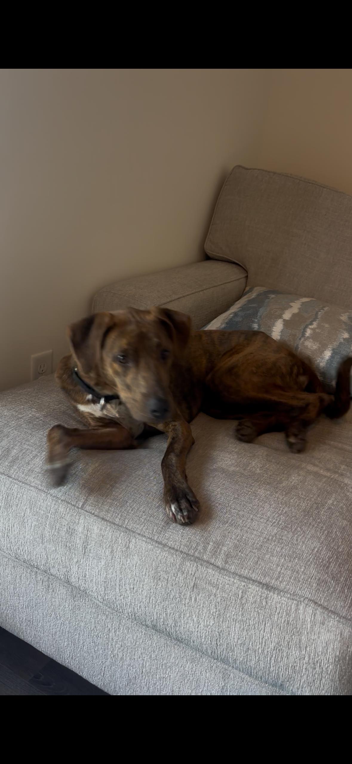 Enlarge Keagan, a ADOPTABLE mixed breed in tampa, FL image 3/5