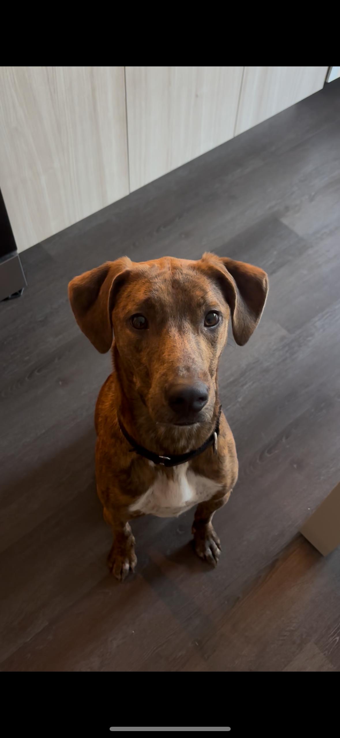 Enlarge Keagan, a ADOPTABLE mixed breed in tampa, FL image 4/5