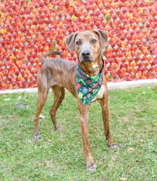 Enlarge Keagan, a ADOPTABLE mixed breed in tampa, FL image 2/5