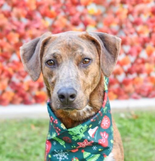 Enlarge Keagan, a ADOPTABLE mixed breed in tampa, FL image 1/5