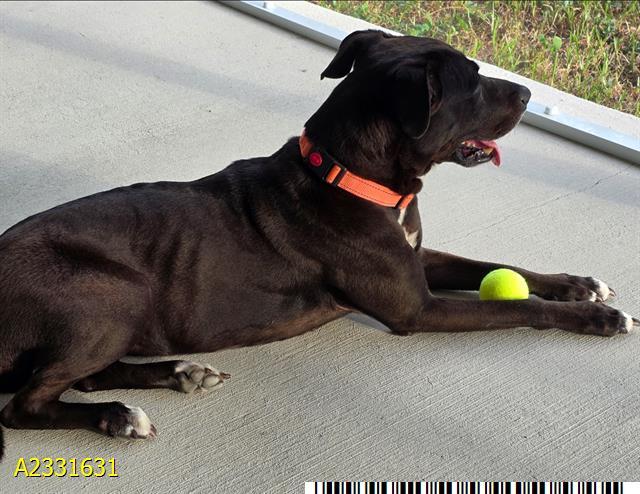 ALEXIS, Adoptable, Adult Female Mixed Breed.