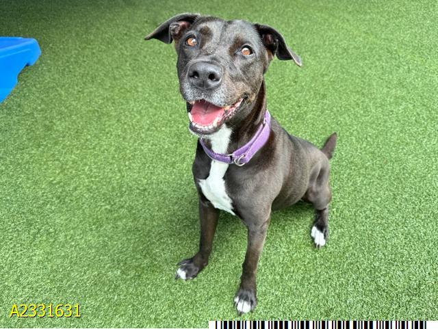 ALEXIS, Adoptable, Adult Female Mixed Breed.