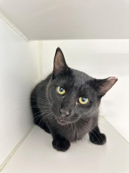 Curiosity, Adoptable, Young Female Domestic Short Hair & Domestic Short Hair.