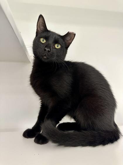Enlarge Curiosity, a Adoptable mixed breed in Traverse City, MI image 2/3